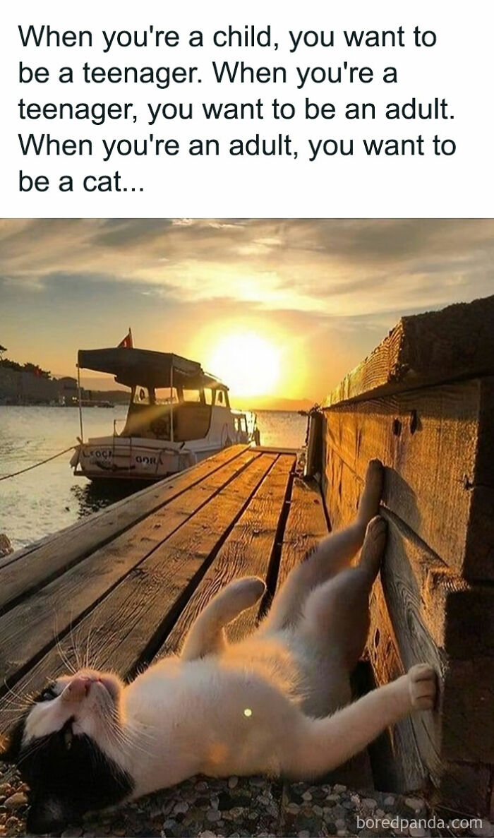 Animal-Memes-Youronlysourceofserotonin