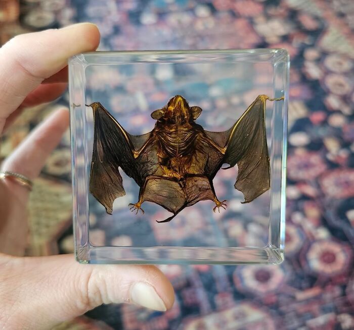 A preserved bat displayed in a clear glass block, an example of odd curiosities.