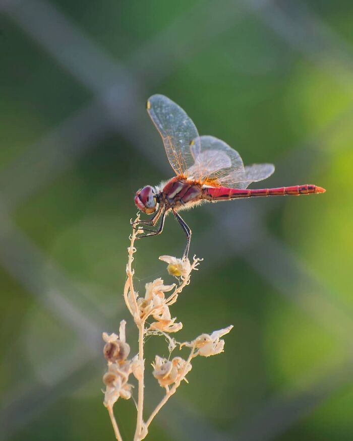 Seeing The Unseen: Stunning Macro Photography Of Nature’s Small Wonders
