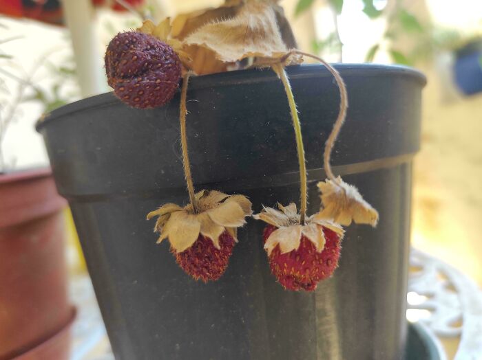 Dried and shriveled strawberries in a pot, a humorous gardening fail without a mighty harvest.