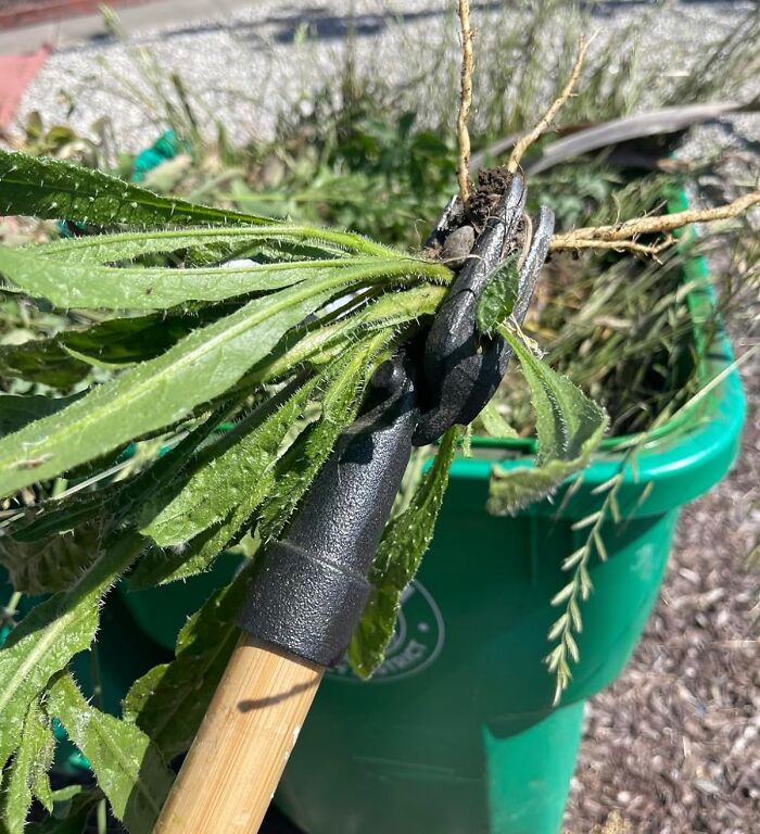  Grampa's Weeder Remains A Firm Favorite Among People Who Hate Back Pain And Weeds In Equal Measure