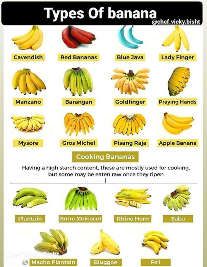 A Cool Guide To Banana Types
