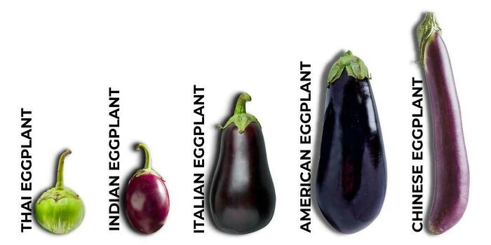 A Cool Guide To Eggplant Varieties