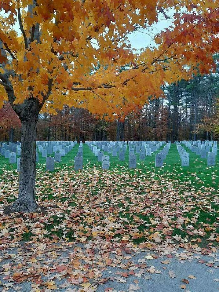 Autumn leaves in a cemetery create a confusing visual with vibrant orange tree and rows of headstones.