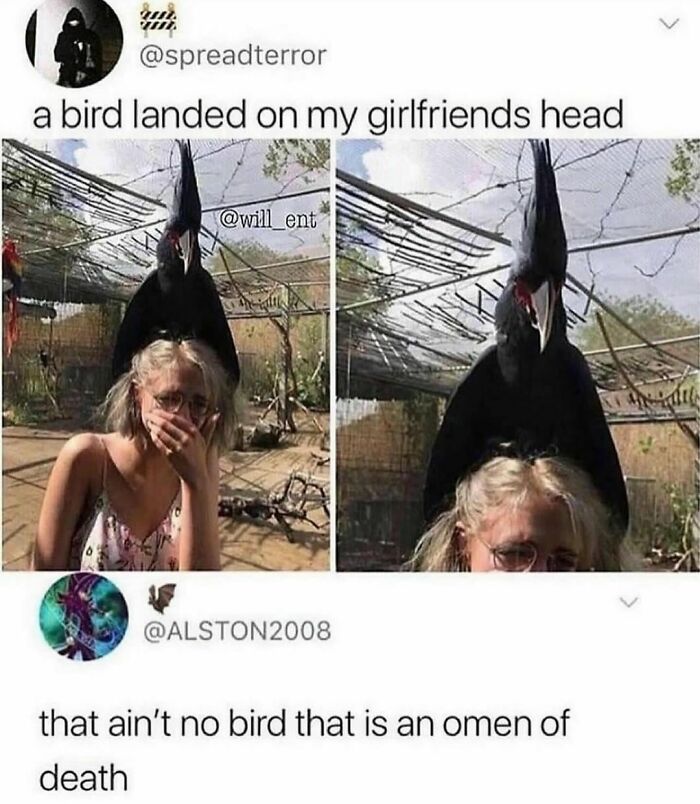 Awkward animal post: Large bird perched on woman's head, creating a humorous and unexpected moment.
