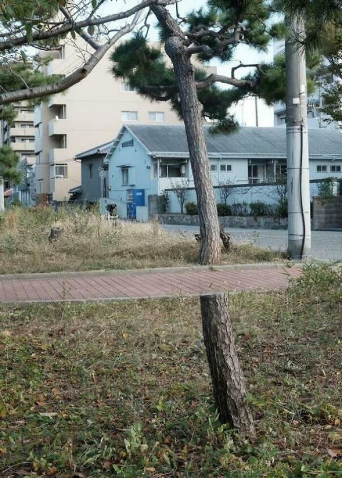 Confusing pic with a tree trunk and mirror reflecting surroundings, creating an illusion near a pathway.