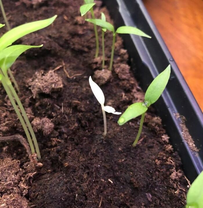 One Of My Pepper Seedlings Is Albino
