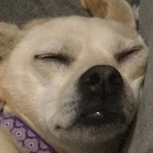 owenwilliamson avatar