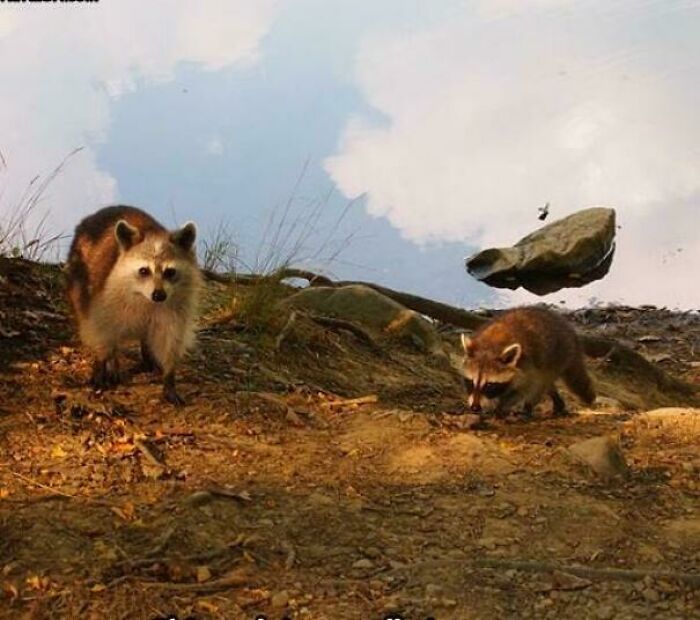 Two raccoons by a lake, with a rock appearing to float, creating a seriously confusing optical illusion.