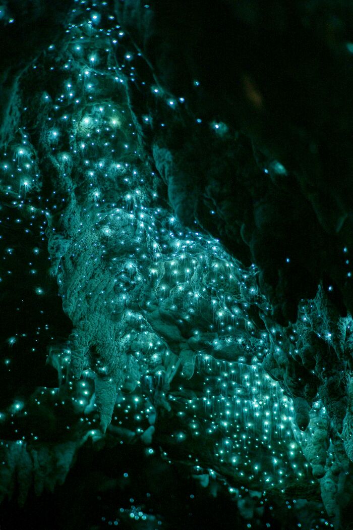 The Glow Worms Are Absolutely Thriving With Reduced Tourist Numbers