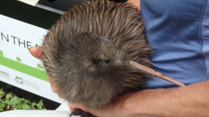 Got To Pet A Kiwi Before It Was Released Into The Wild