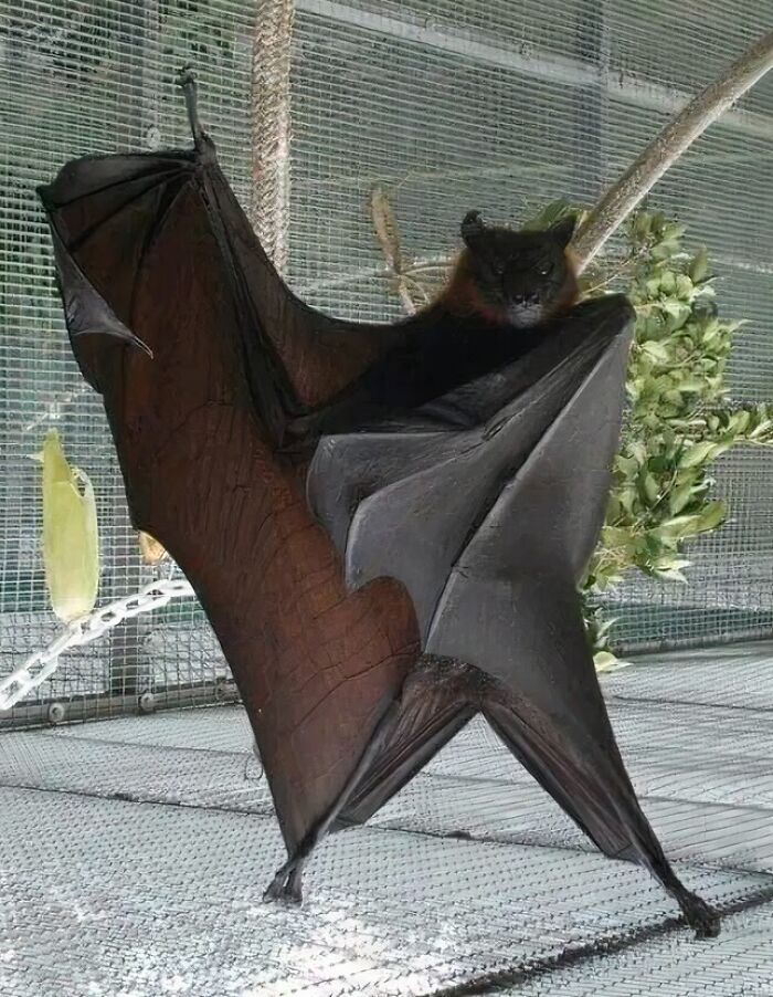 Ha Ha Ha Ha Stayin Alive, Stayin Alive!!