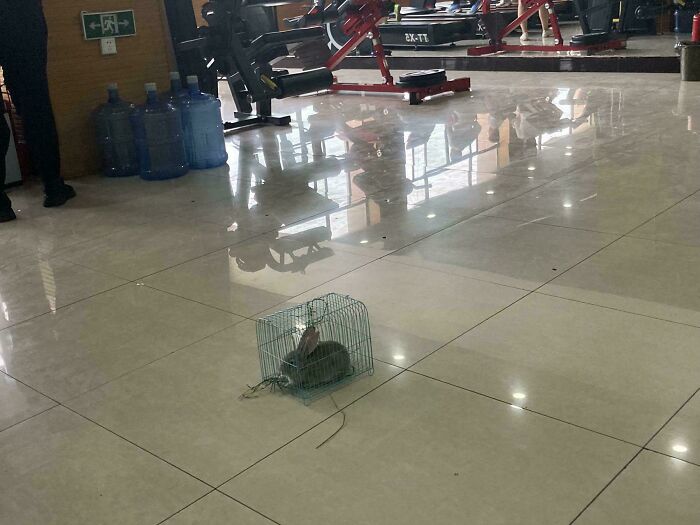 Someone Brought A Rabbit To My Local Gym