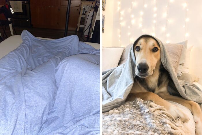 Dog snuggled under a blanket on a cozy couch, creating a love-at-first-sight moment.