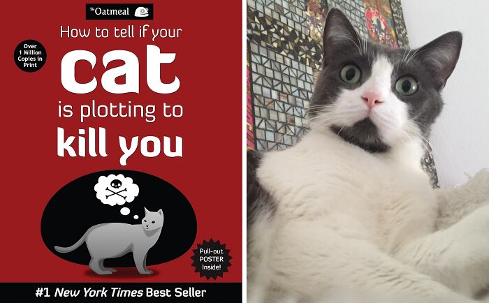  "How To Tell If Your Cat Is Plotting To Kill You" If Your Cat Brings You A "Gift" Of A Dead Mouse, It's Not A Present... It's A Warning