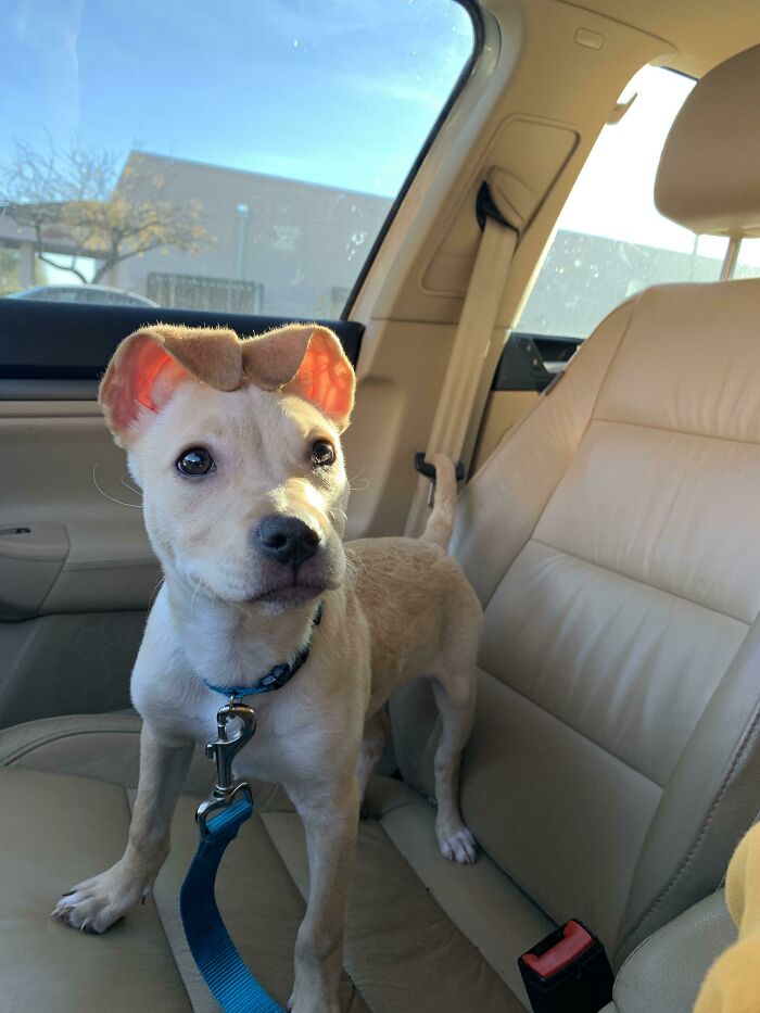 This My New Pupper Sanoi! She’s About 14 Weeks Old And Can’t Figure Out What To Do With Her Ears