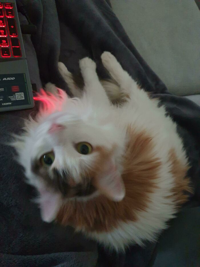 Since I Adopted Her She Has Been Hiding Under The Couch And Today She Came To Me For The First Time After Two Weeks