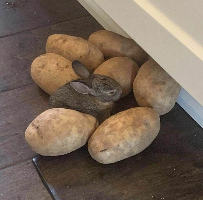 Small rabbit nestled among large potatoes on a wooden floor, a random photo that may confuse where to begin processing.