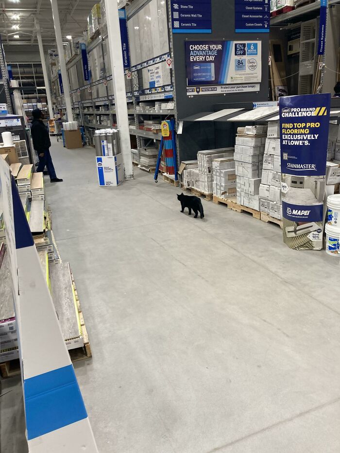 Lowe’s Pest Control Void