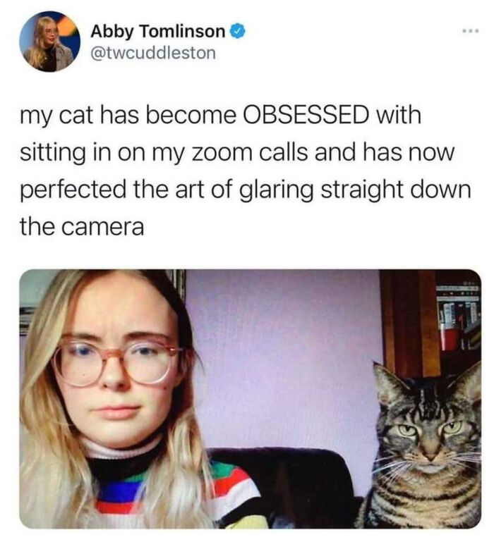 Big Boss Energy From This Cat