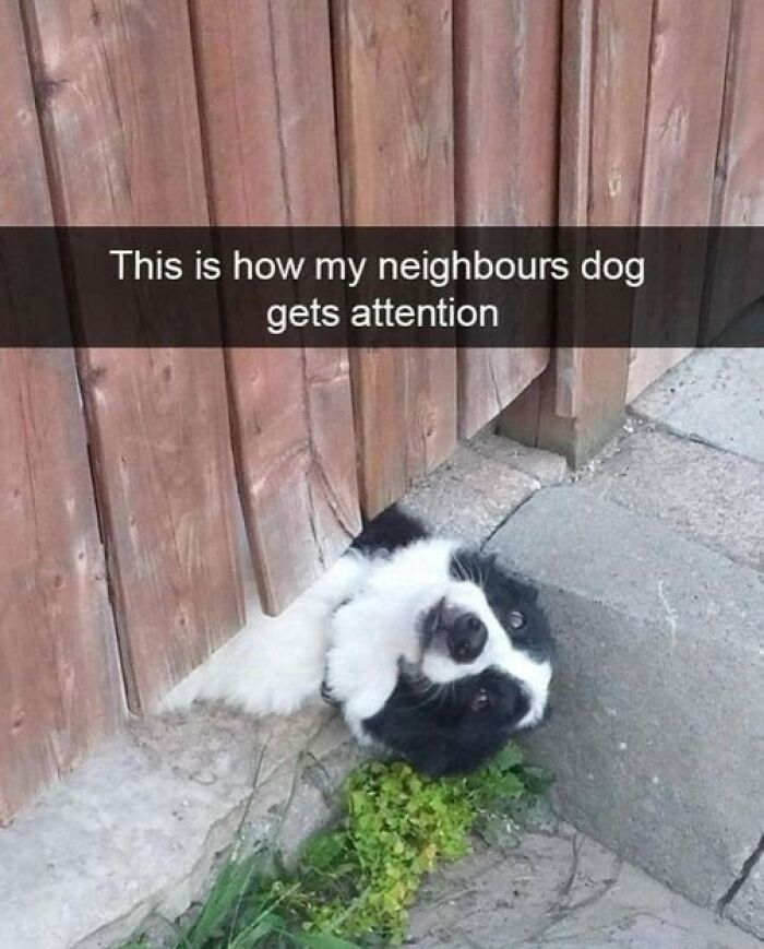 Dog poking head under wooden fence looking for attention, one of the funny animal memes loved for being better than therapy.