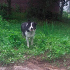 denisegoforth avatar