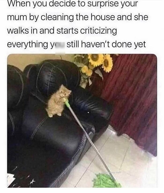 Kitten sitting on a couch holding a mop, featured in popular animal memes known for being better than therapy.