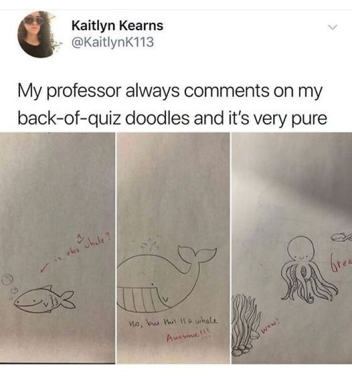 Hand-drawn animal memes with professor’s playful comments, showcasing cute and funny marine life doodles for animal memes therapy.