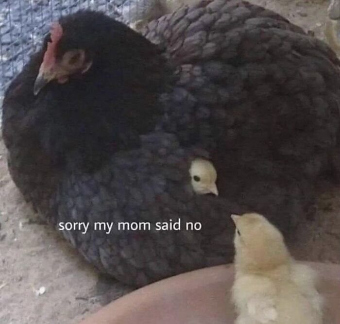 Black hen with two yellow chicks, one hidden under feathers, captioned with a humorous animal meme phrase.