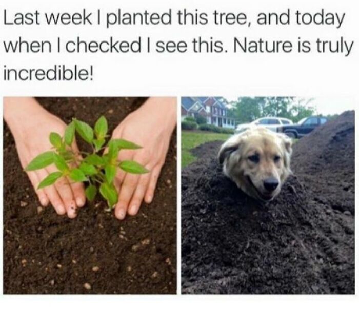 Hands planting a small tree in soil next to a dog buried in a dirt mound, a funny animal meme for therapy benefits.