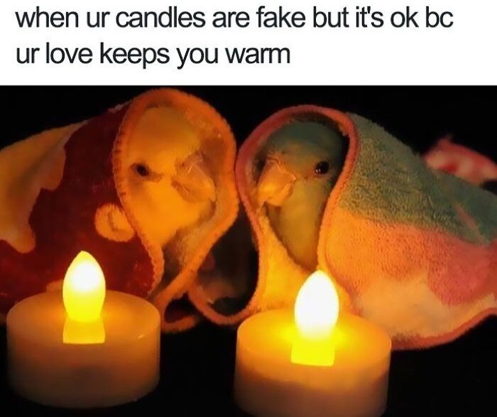 Two birds wrapped in towels near glowing fake candles, showcasing cozy warmth in popular animal memes therapy content.