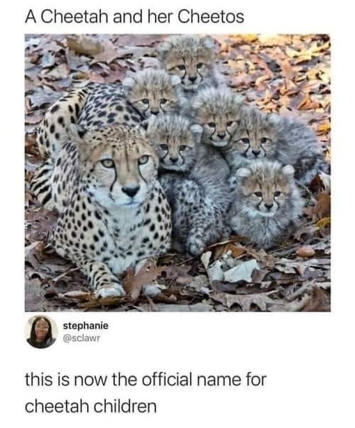 Cheetah mother with her five adorable cheetah cubs, featured in popular animal memes for stress relief and therapy.
