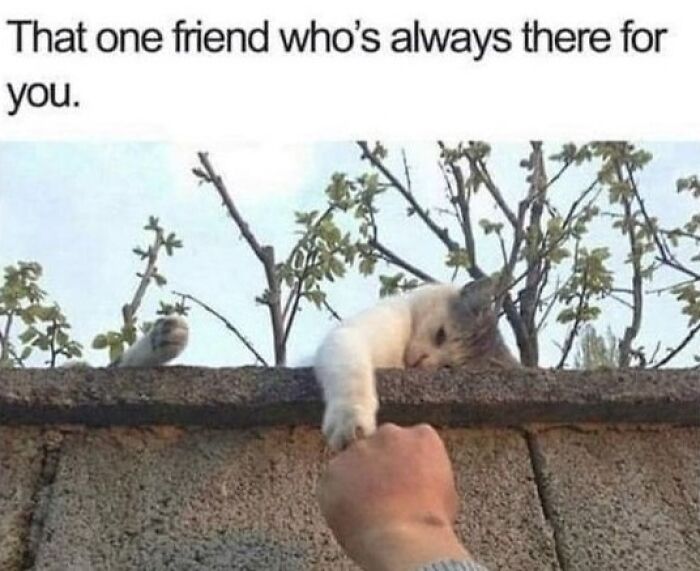 A cat reaching down from a wall to touch a person's hand, showing animal memes highlighting friendship and support.