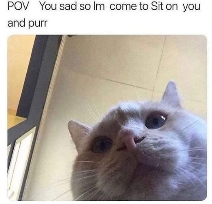 Close-up of a cat looking down, captioned offering comfort by sitting on you and purring, popular animal meme therapy content.