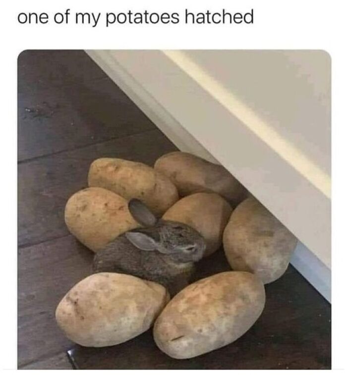 Small rabbit lying among several potatoes on a wooden floor, illustrating funny animal memes with a playful theme.