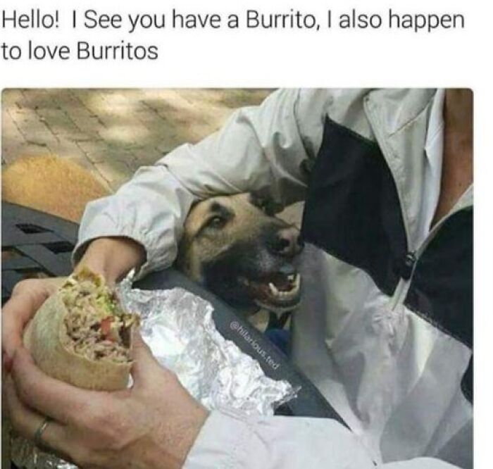 Dog looking happily at a person holding a burrito, showcasing a humorous animal meme about love for burritos.