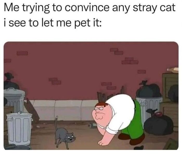 Man crouching in an alley trying to convince a stray cat to let him pet it, funny animal meme therapy concept.