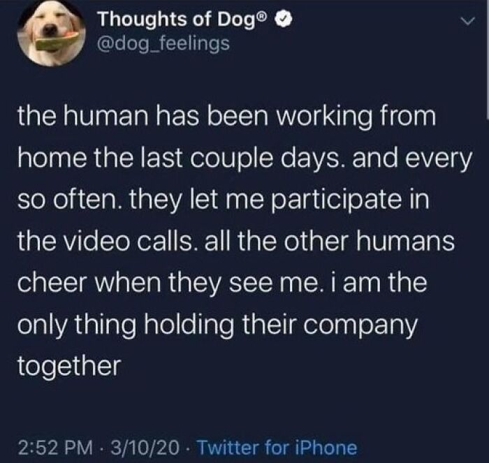 Tweet from Thoughts of Dog sharing a funny animal meme about a dog joining video calls while humans work from home.