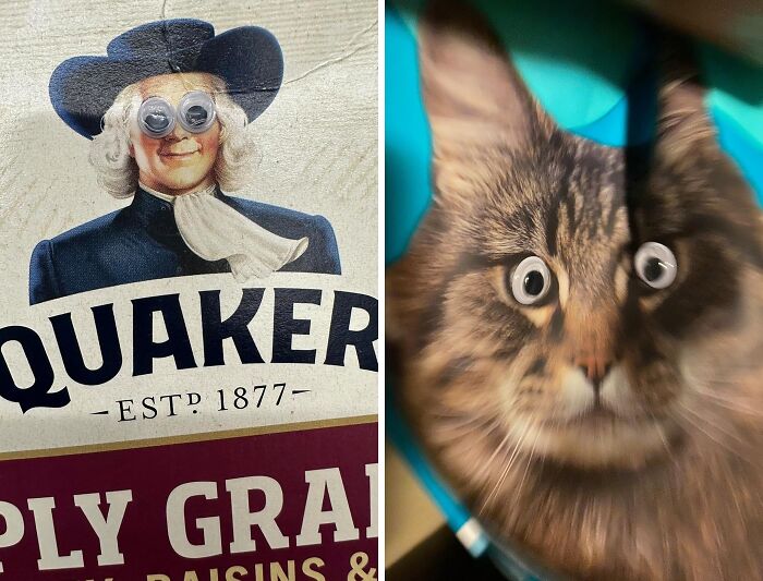Googly eyes on a Quaker oats package and a startled cat with chaotic googly eyes.
