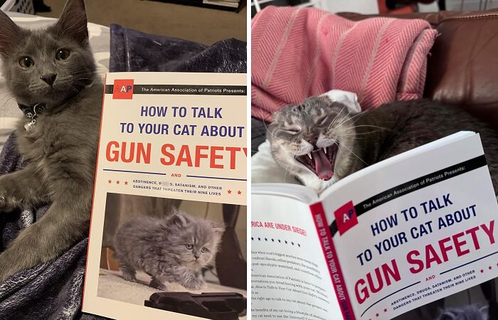 Two cats next to a book titled How to Talk to Your Cat About Gun Safety, showcasing weird Amazon picks.