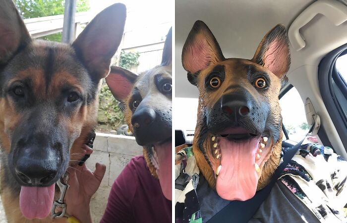 Close-up of a German Shepherd dog next to a person wearing a chaotic dog mask inside a car, showcasing unique chaotic products.