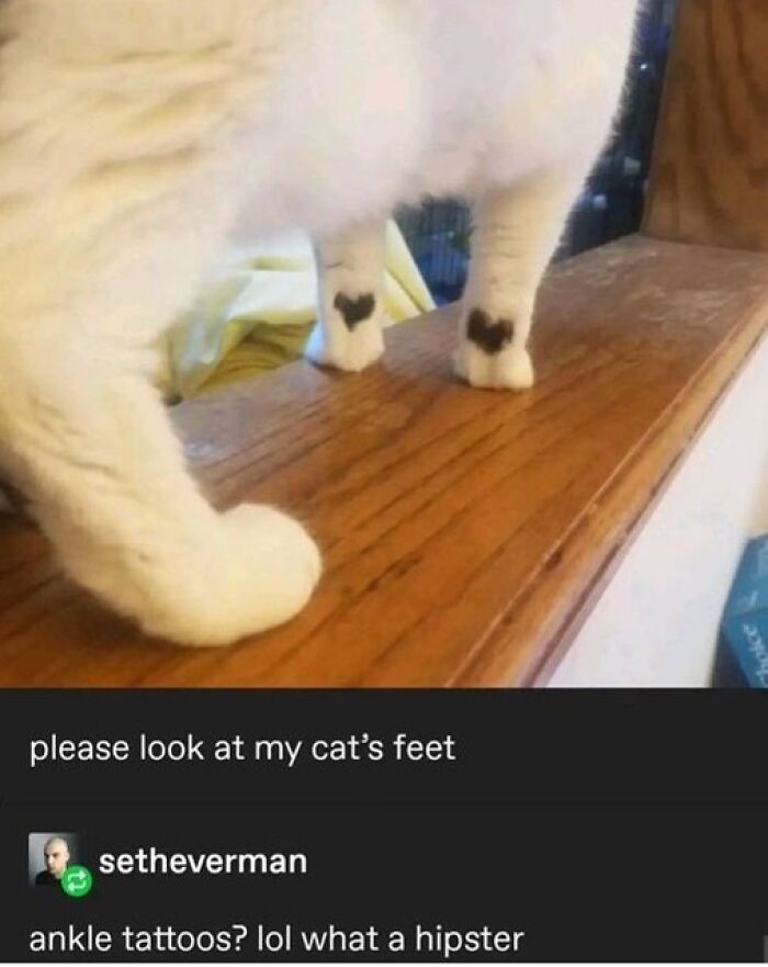 White cat standing on wooden surface showing heart-shaped markings on its feet, a popular animal meme therapy image.
