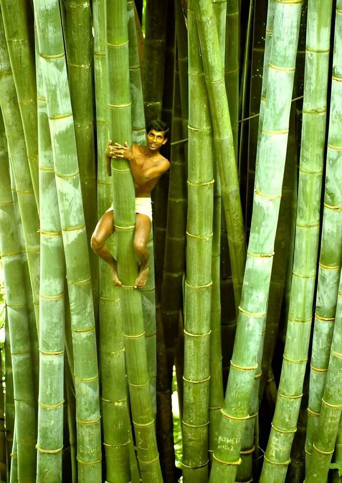 Man climbing and clinging tightly to large thick bamboo stalks, triggering fear for anyone with megalophobia.