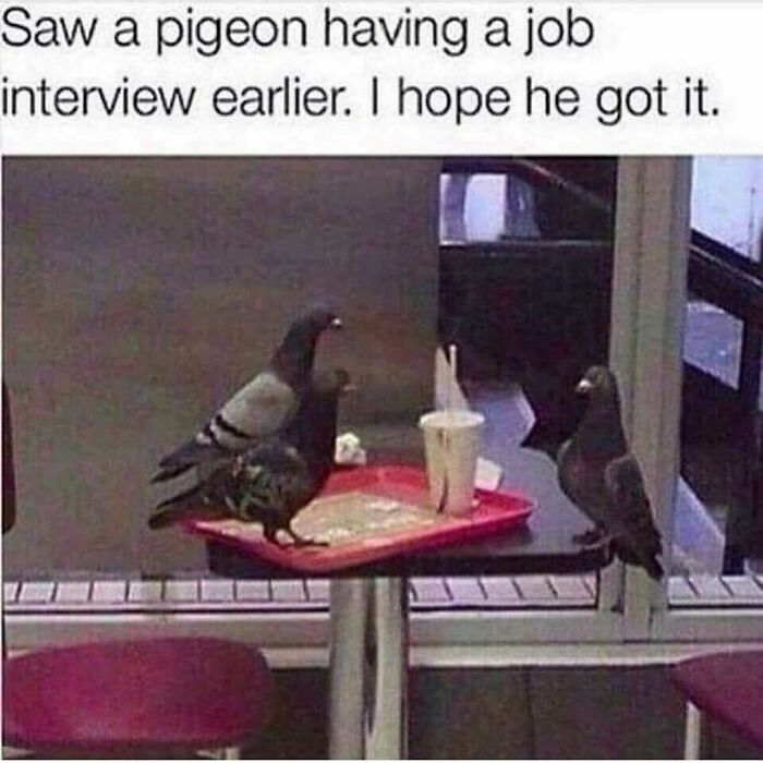 Pigeons sitting at a table with a tray and drink, resembling a funny animal job interview scene.