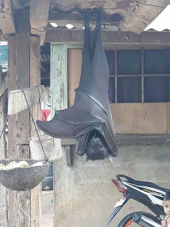 Large bat hanging upside down from a wooden beam, evoking megalophobia with its size and wingspan.