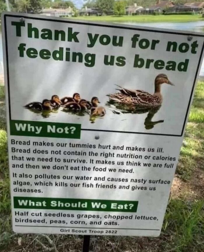 Why Is Bread Bad For Ducks And What To Feed Them Instead