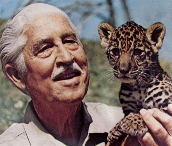 Elderly man smiling while holding a young leopard cub, evoking nostalgia and creaking joints memories.