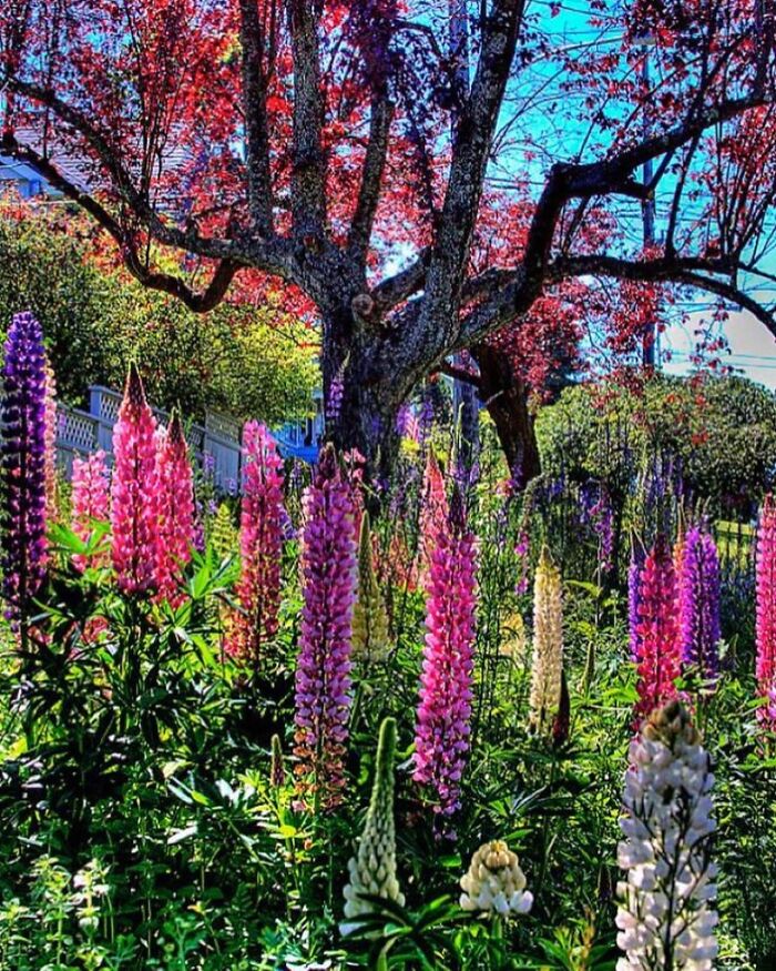 Beautiful-Gardens-Instagram