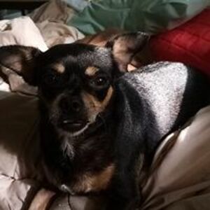 franceshill526 avatar