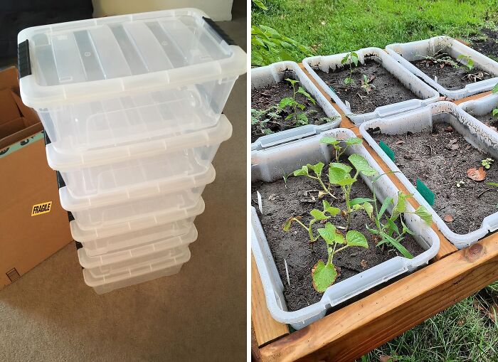 A Storage Contianer Can Be A Greenhouse For Seedlings